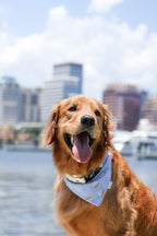 Harbor Days Bandana