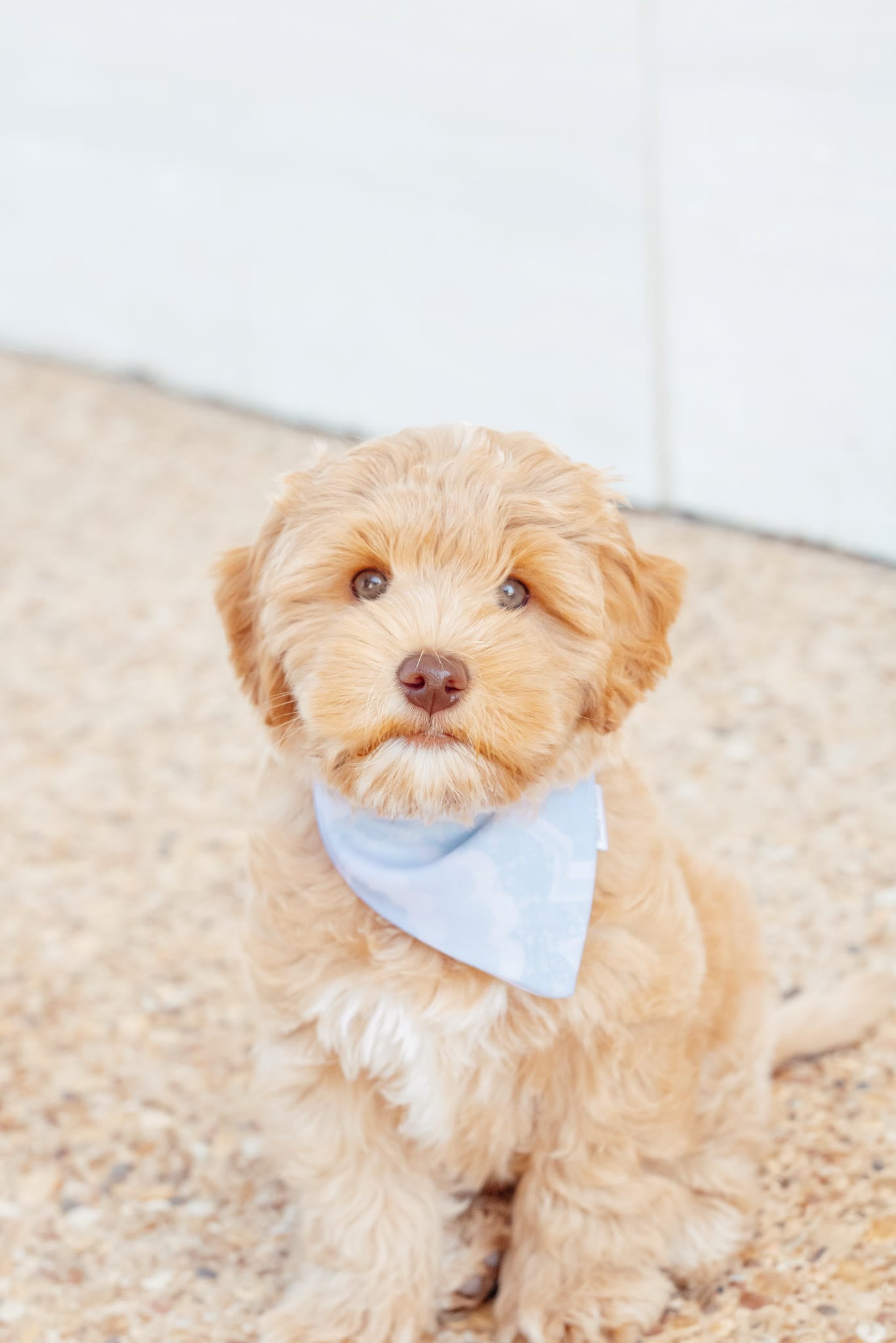 Seashell Serenity Bandana