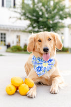 Lemon Le Vie Bandana