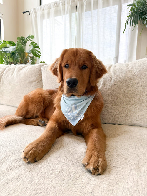 Bayside Bliss Bandana