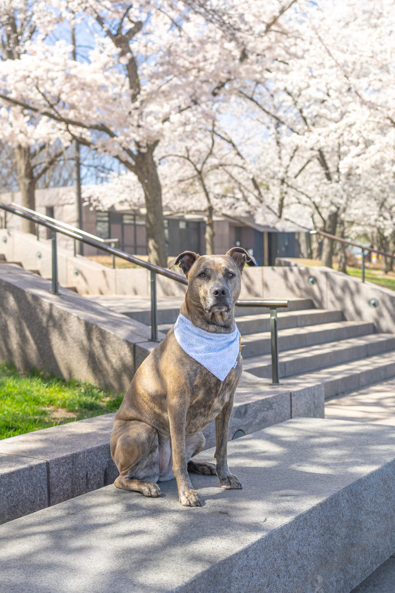 Seaside Mosaic Bandana