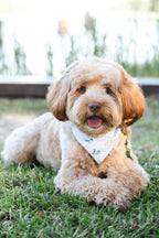 Mallard Meadows Bandana
