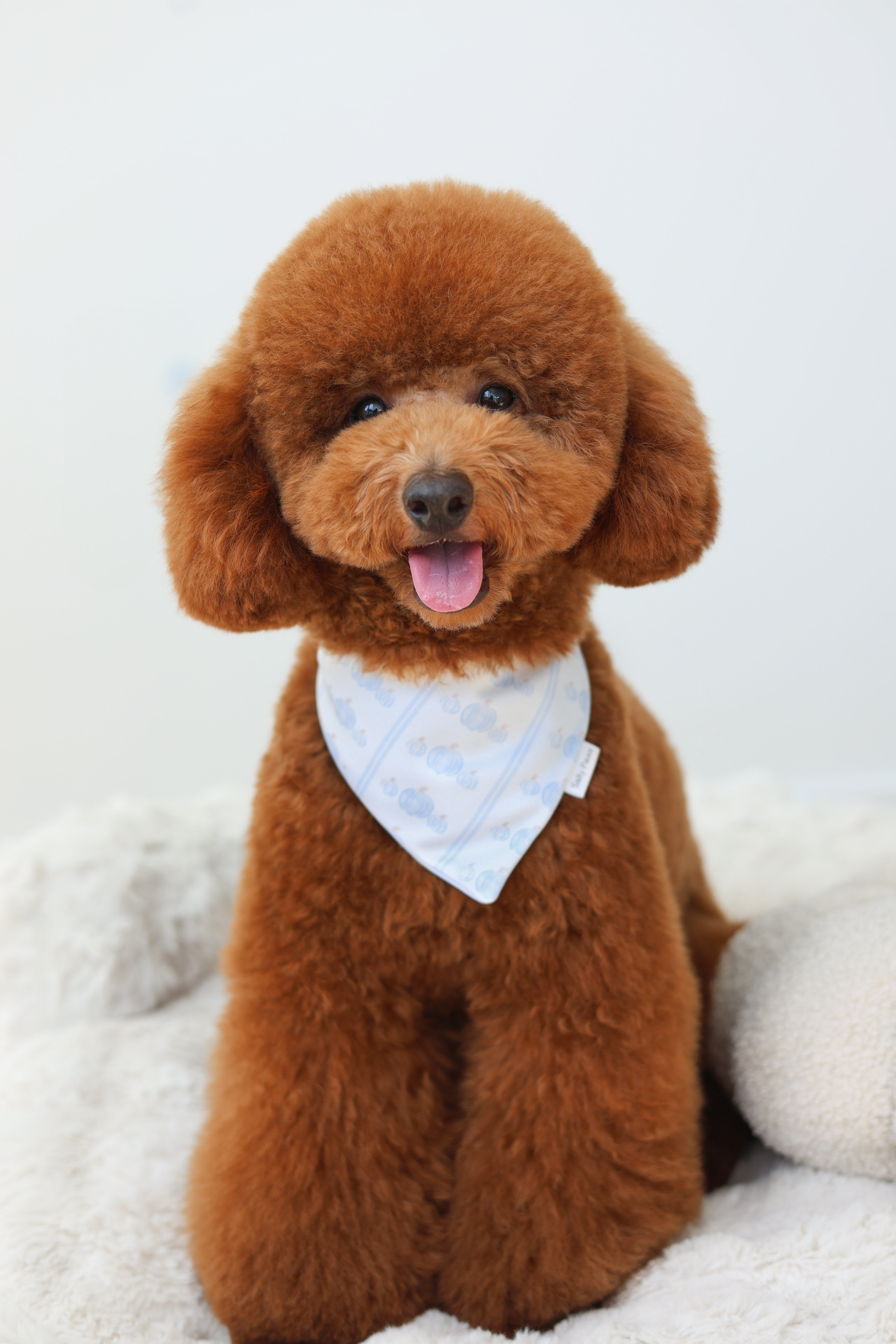 Pumpkin Harvest Bandana