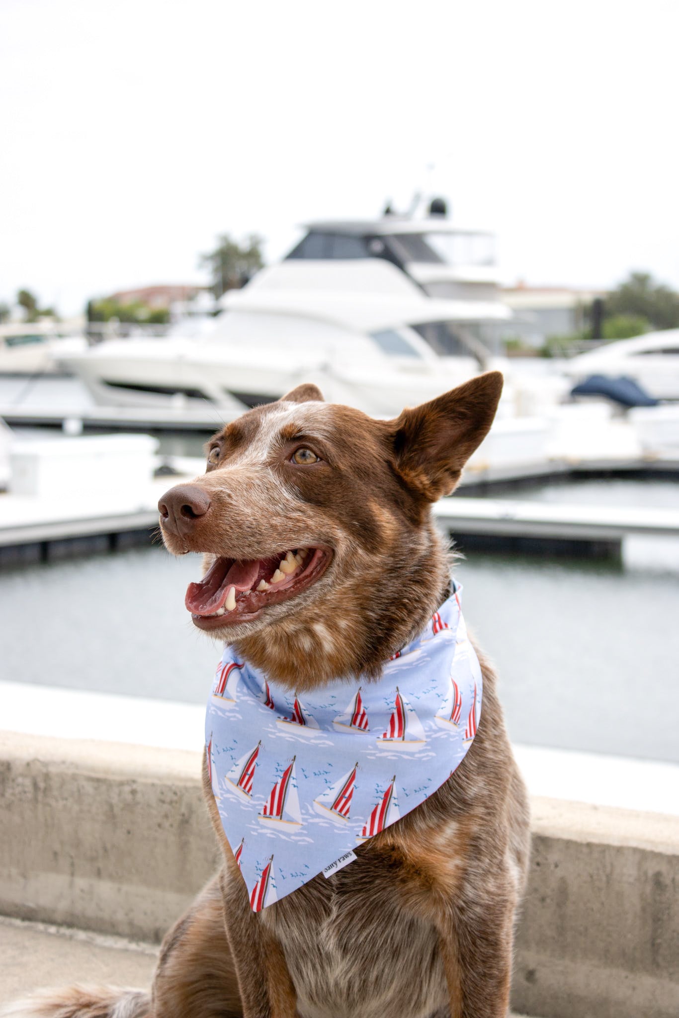 Regatta Row Bandana