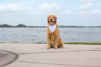 Sand-dollar Breeze Bandana