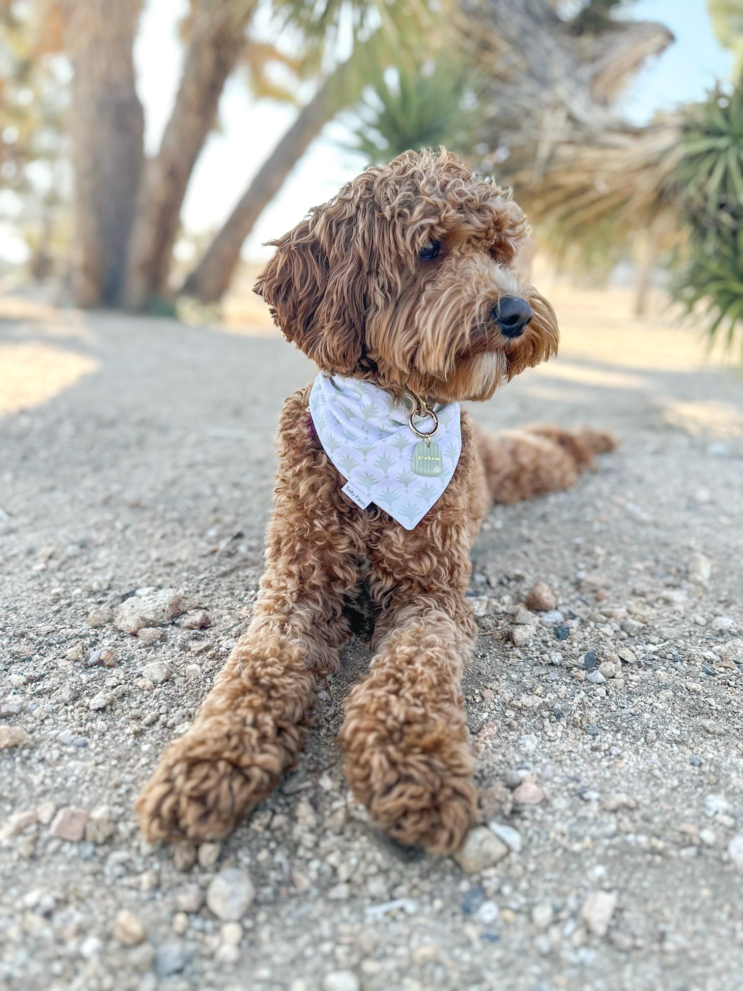 Coastal Drift Bandana