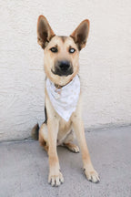 Jack-O'-Lantern Lane Bandana