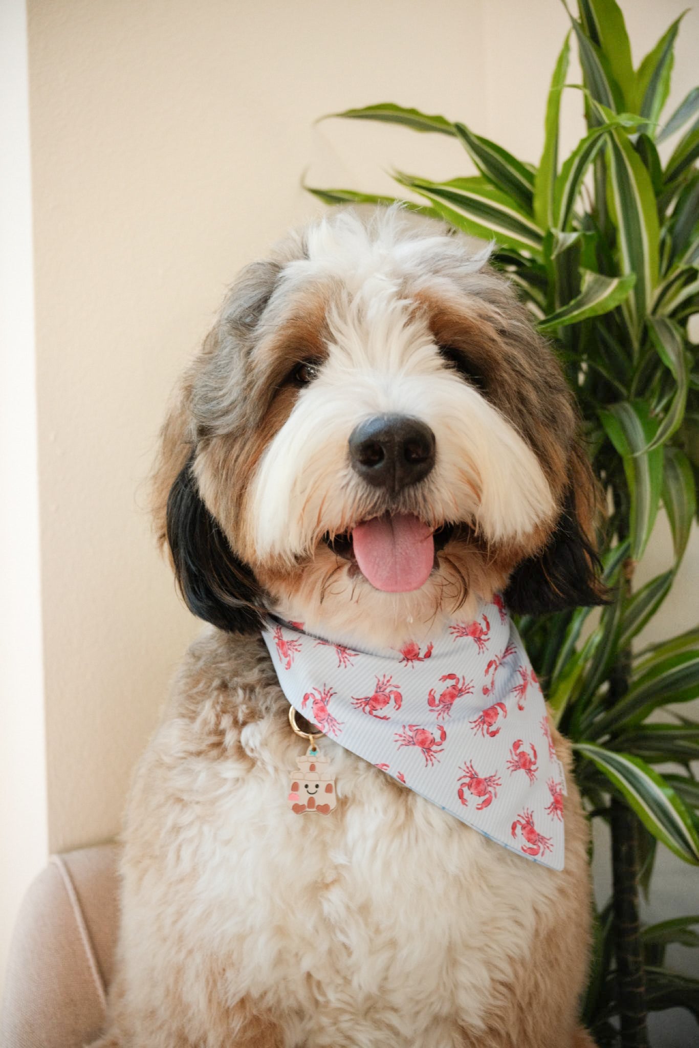 Pinch and Plaid Bandana