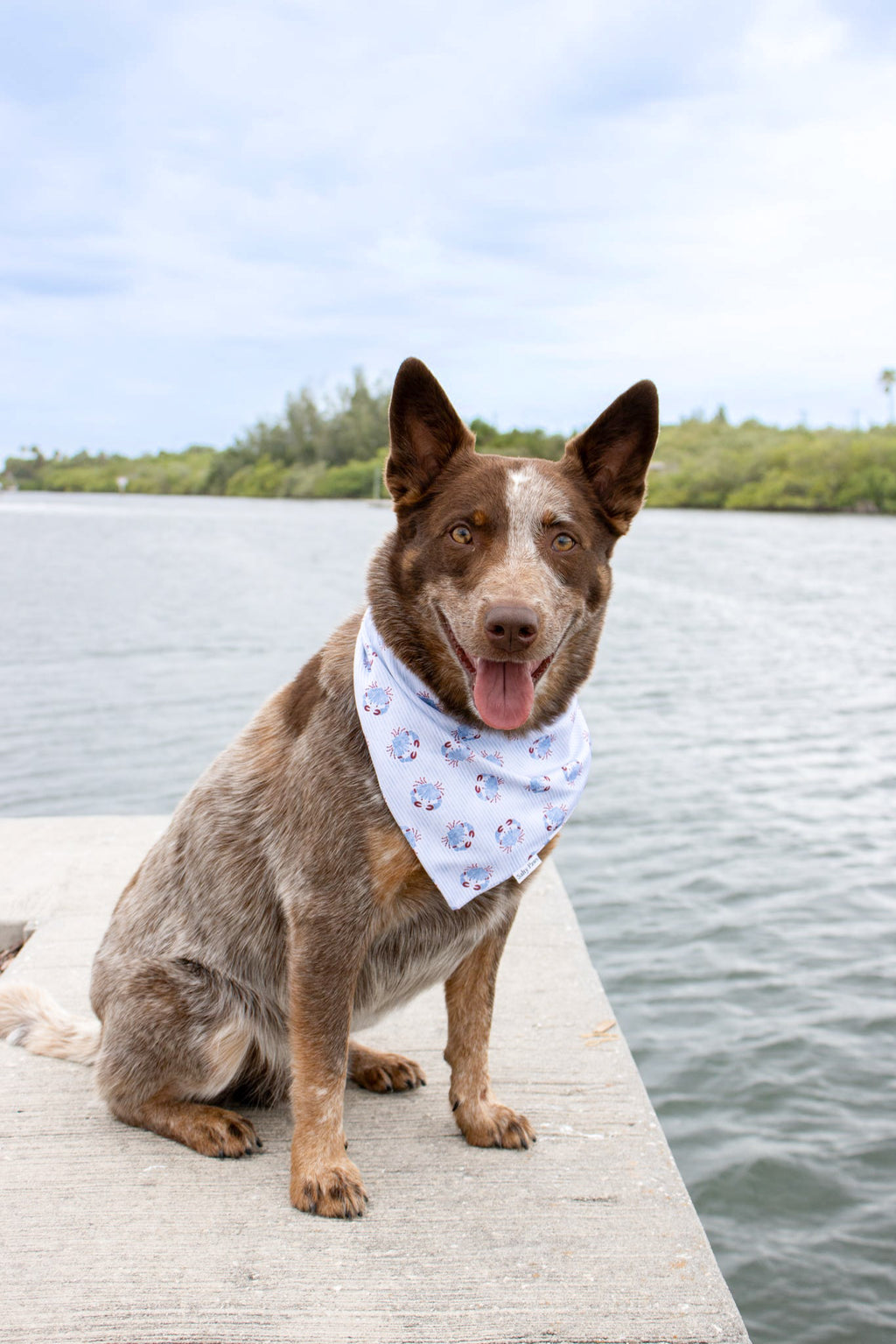 Blue Crab Bay Bandana