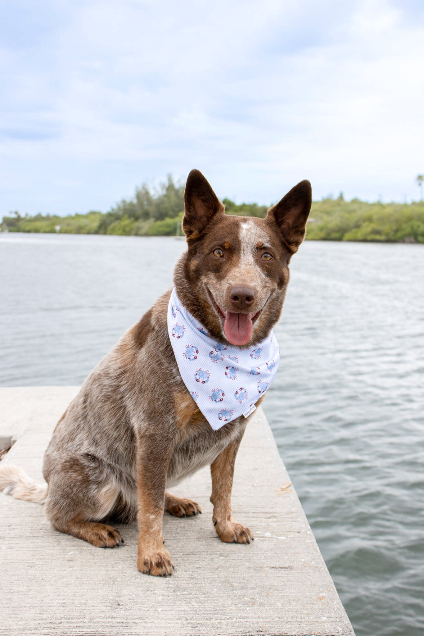 Blue Crab Bay Bandana